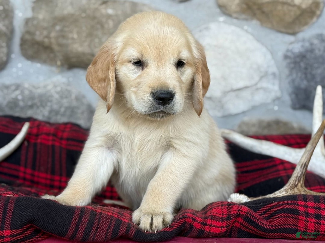Golden Retriever dogs for sale: Sweetie - Image 3