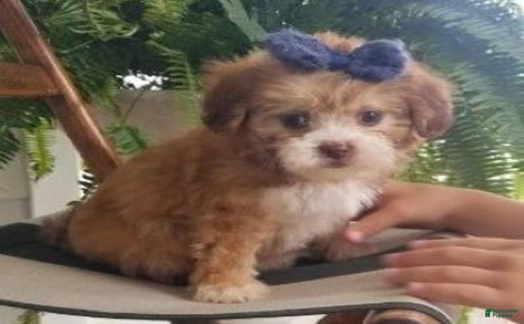 Shihpoo dogs for sale - Ad 1