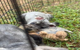Miniature Schnauzer dogs for sale: Puppy two - Image 5