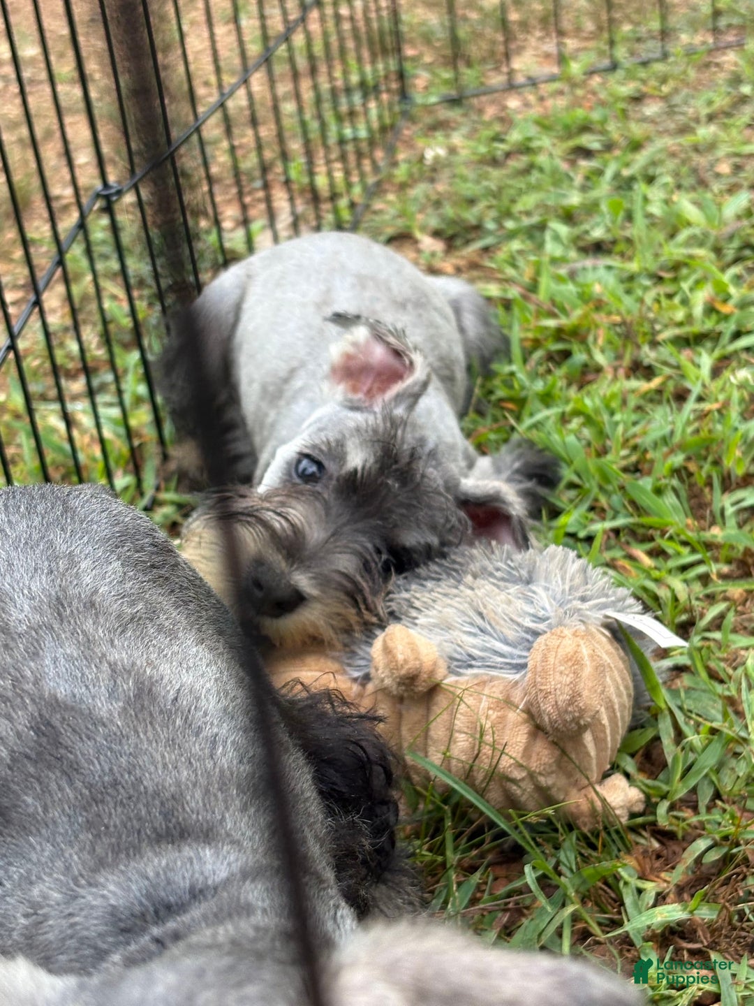 Miniature Schnauzer dogs for sale: Puppy two - Image 5