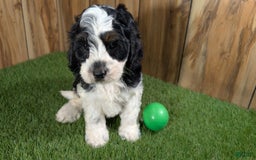 Cavapoo dogs for sale: Missy Boy 2 - Image 5