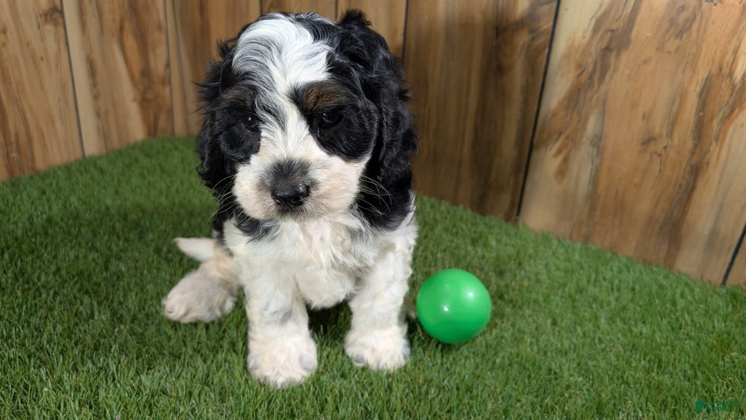 Cavapoo dogs for sale: Missy Boy 2 - Image 5