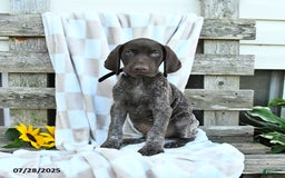 German Shorthaired Pointer dogs for sale: Leo - Image 1