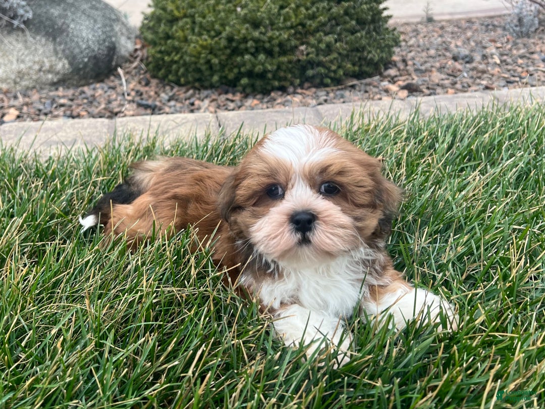 Lhasa Apso dogs for sale: Teddy - Image 2