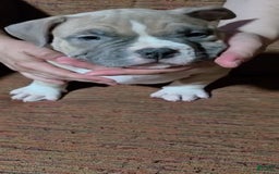 American Bully dogs for sale: National Champion Jack - Image 33