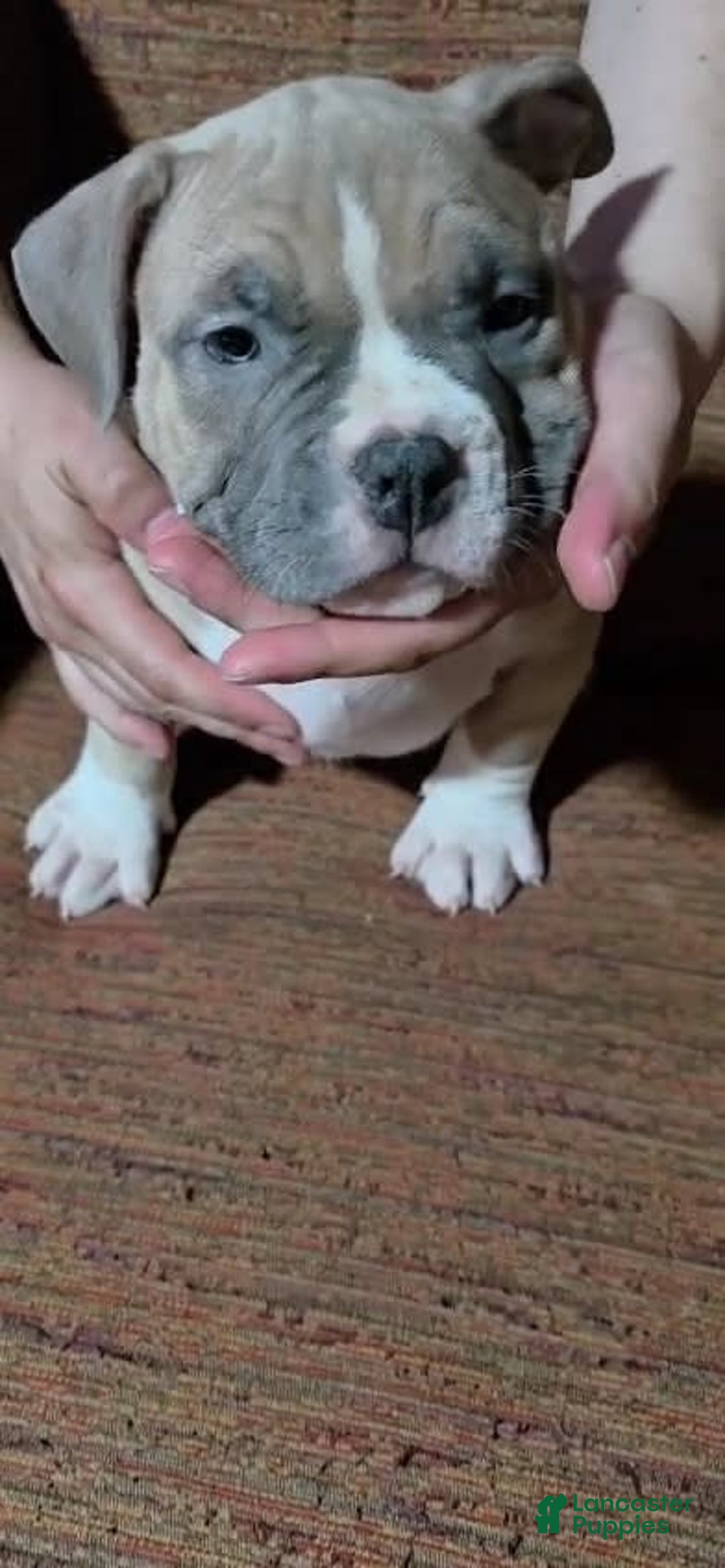 American Bully dogs for sale: National Champion Jack - Image 33