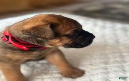 Bullmastiff dogs for sale: Puppy1 - Image 3