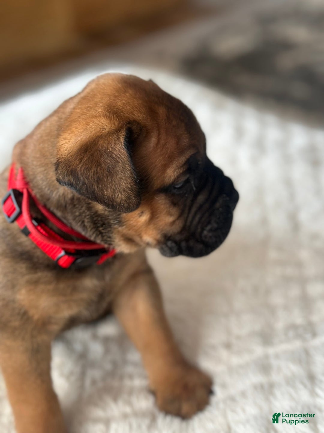 Bullmastiff dogs for sale: Puppy1 - Image 3