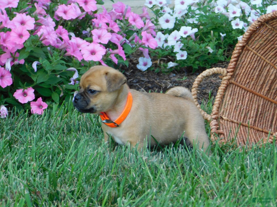 Jug dogs for sale: Olivia - Image 1