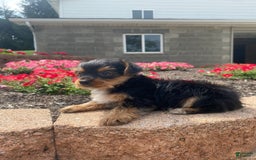 Yorkshire Terrier dogs for sale: Lux - Image 6