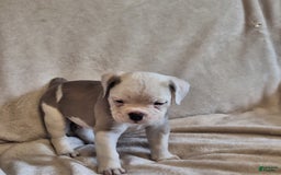 Olde English Bulldogge dogs for sale: Olde English Bulldogge 4 puppies - Image 6