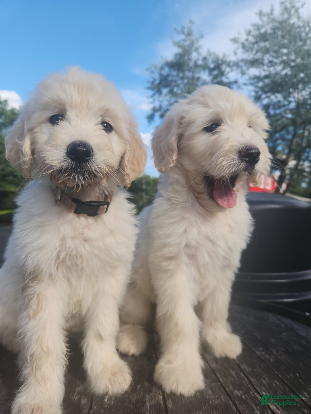 Goldendoodle dogs for sale: Cotton - Image 5