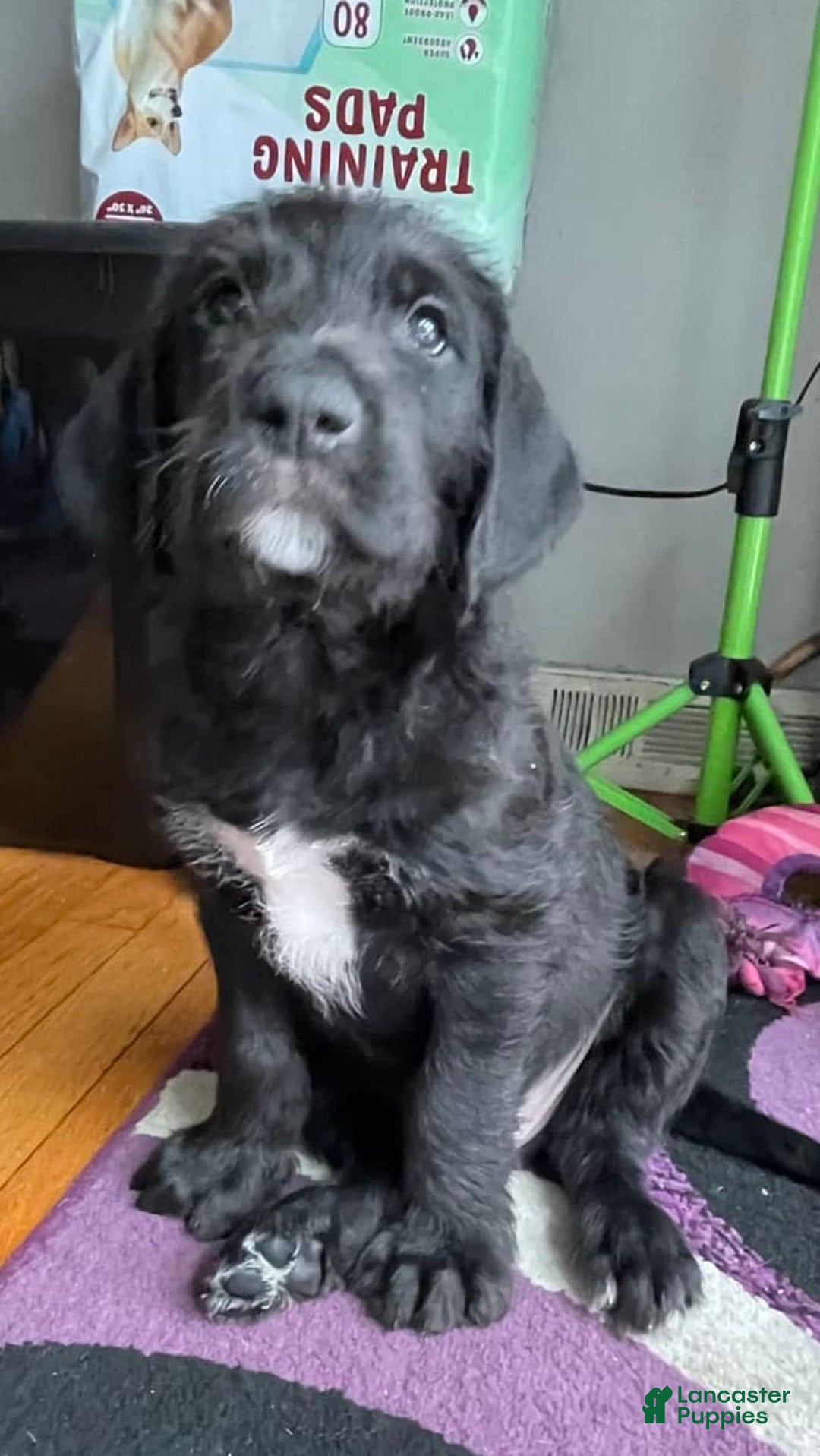 Great Dane dogs for sale: Raven - Image 8