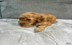 Mini Goldendoodle dogs for sale: Cruise - Image 2