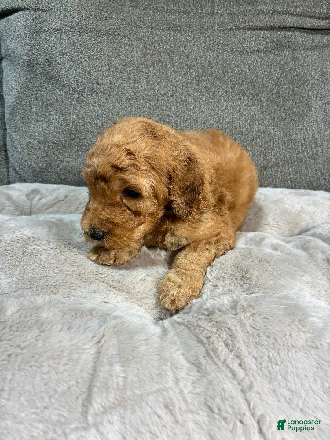 Mini Goldendoodle dogs for sale: Cruise - Image 2