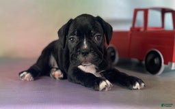 Frenchton dogs for sale: Carrie Dna Clear - Image 3