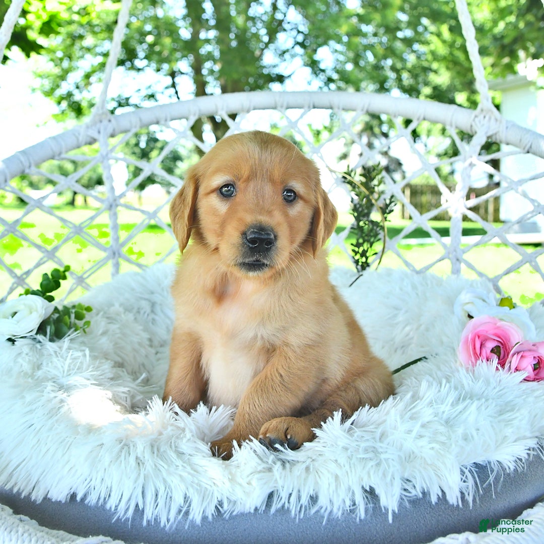 Golden Retriever dogs for sale: Allie - Image 9
