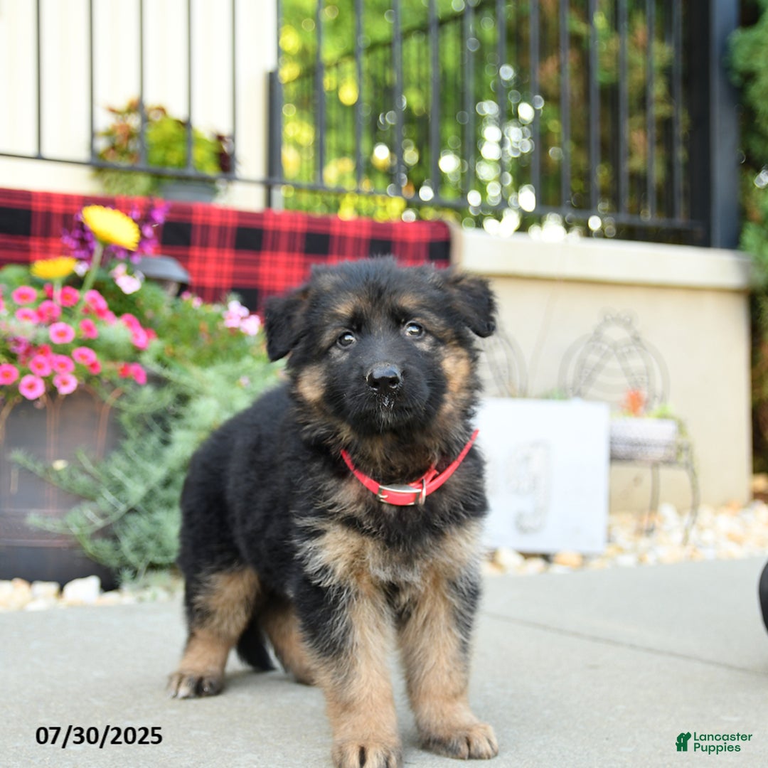 German Shepherd dogs for sale: Havana - Image 2