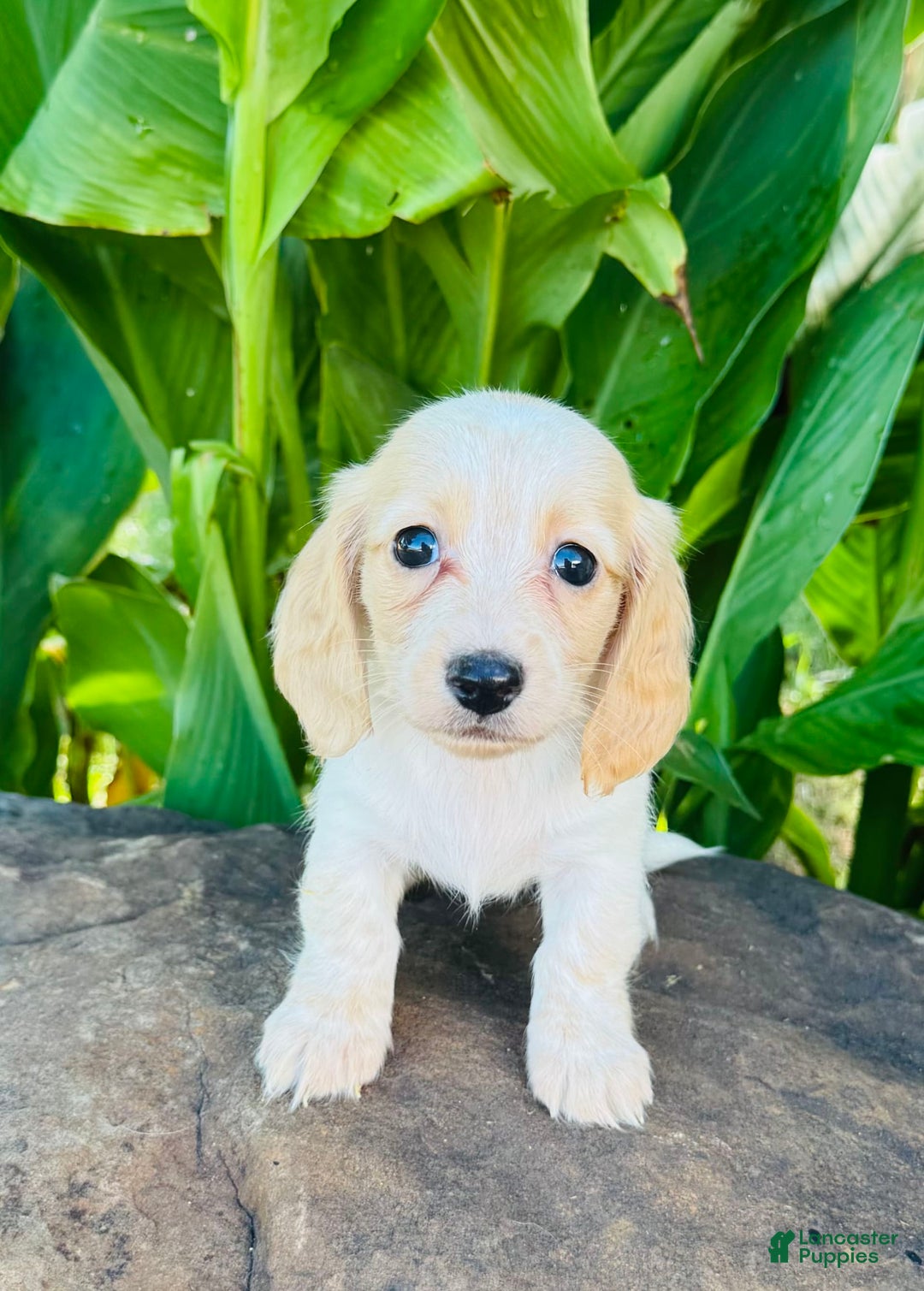 Miniature Dachshund dogs for sale: Carrie LH - Image 3