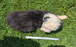 Old English Sheepdog dogs for sale: Fluffy - Image 1