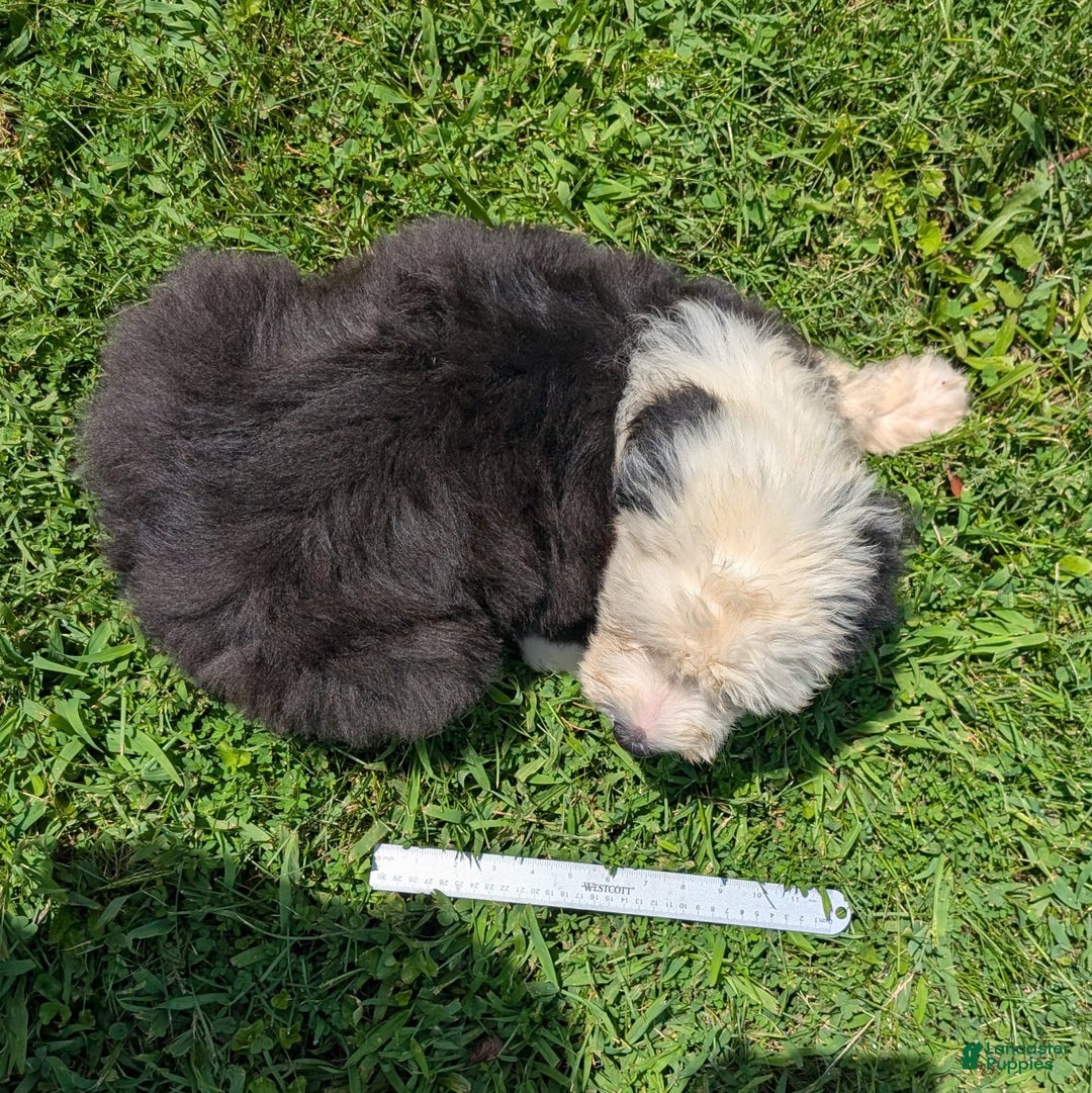 Old English Sheepdog dogs for sale: Fluffy - Image 1
