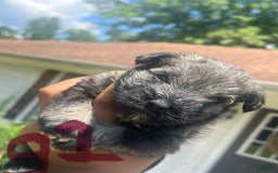 Miniature Schnauzer dogs for sale: Juptier - Image 1
