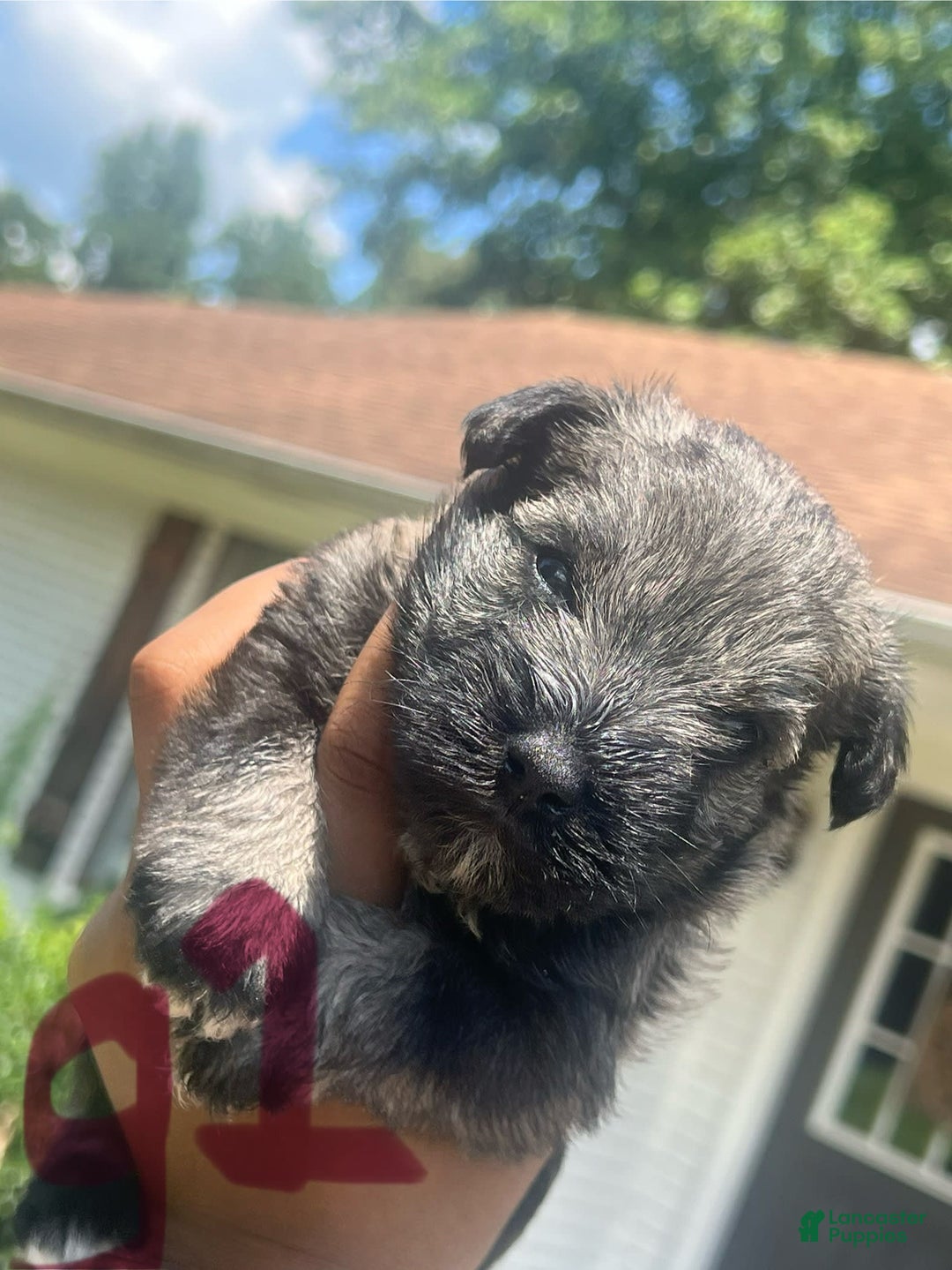Miniature Schnauzer dogs for sale: Juptier - Image 1