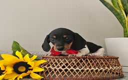 Dachshund dogs for sale: Lil Peanut - Image 15