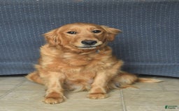 Goldendoodle dogs for sale: Patty - Image 16