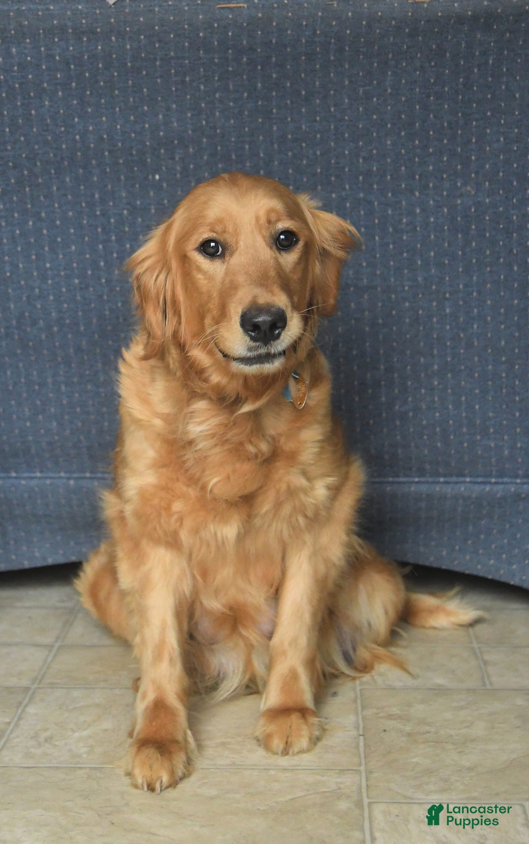 Goldendoodle dogs for sale: Patty - Image 16