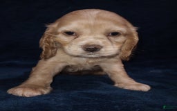 Cocker Spaniel dogs for sale: Marshmallow - Image 4
