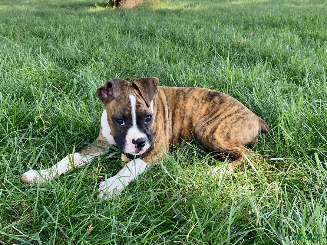 Boxer dogs for sale: Roxie - Image 12