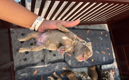 French Bulldog dogs for sale: Lil Wayne - Image 2