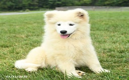 Samoyed dogs for sale: Daffodil - Image 6