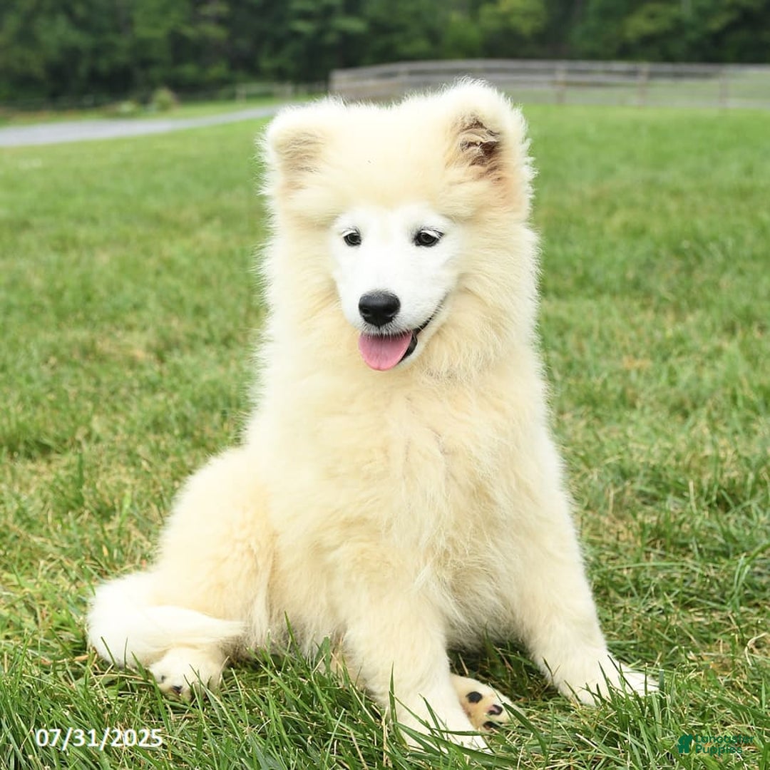 Samoyed dogs for sale: Daffodil - Image 6