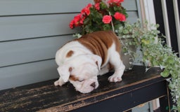 English Bulldog dogs for sale: Ruffles - Image 2
