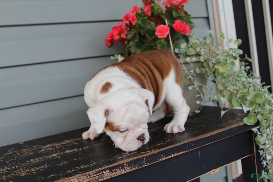 English Bulldog dogs for sale: Ruffles - Image 2
