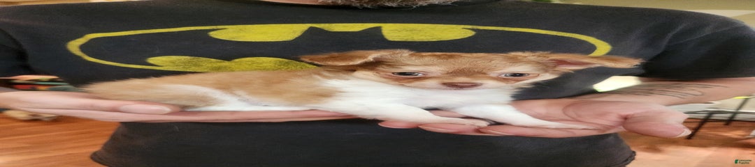 Hunter