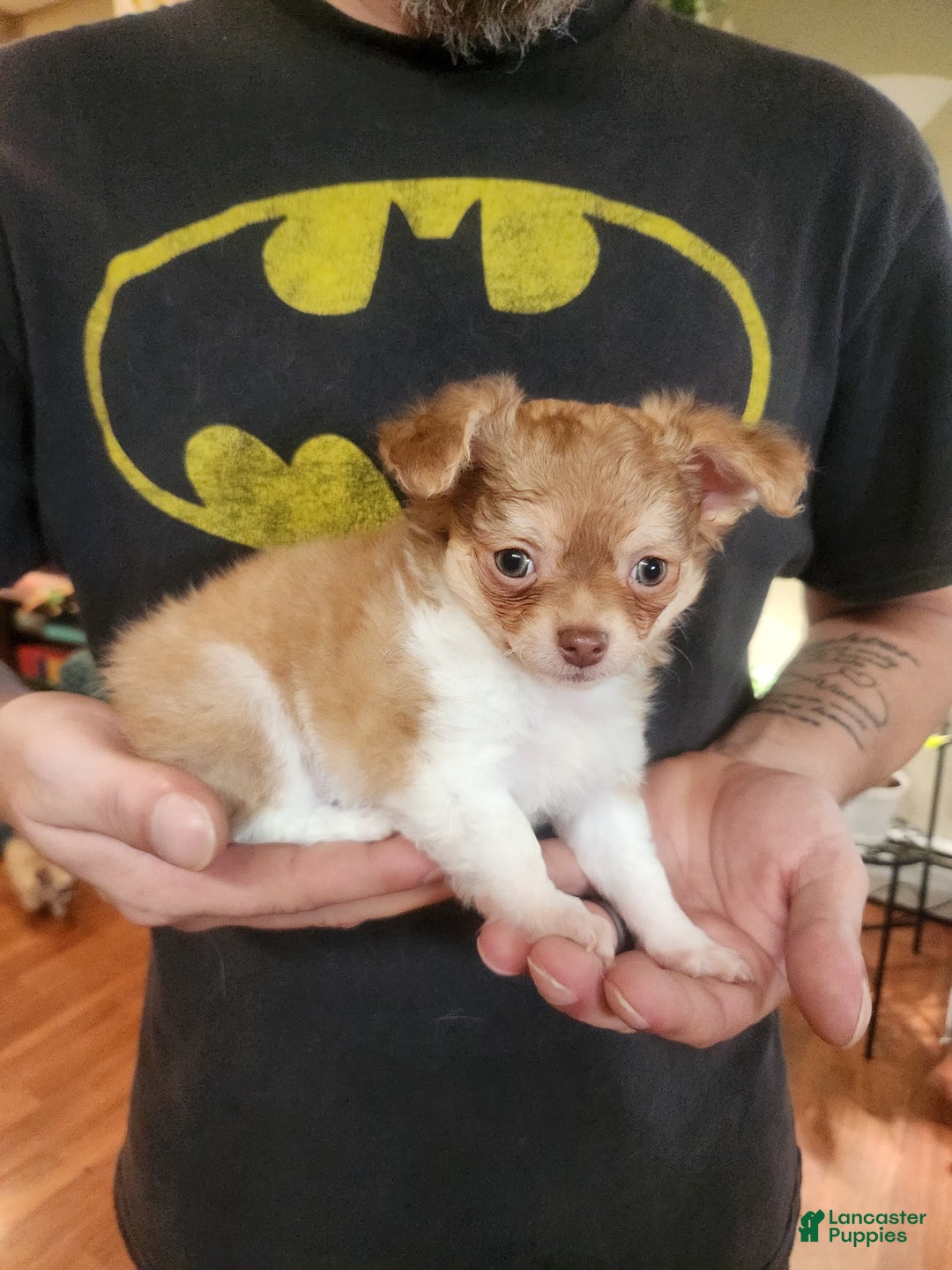 Chihuahua dogs for sale: Hunter - Image 1