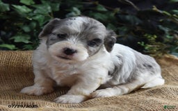 Cavapoo dogs for sale: Ava - Image 3