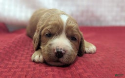 Cavapoo dogs for sale: Henry - Image 6