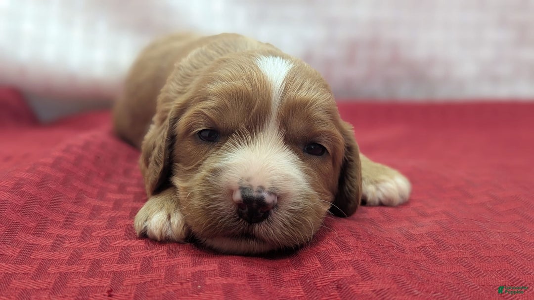 Cavapoo dogs for sale: Henry - Image 6