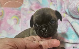 Pug dogs for sale: Candy - Image 8