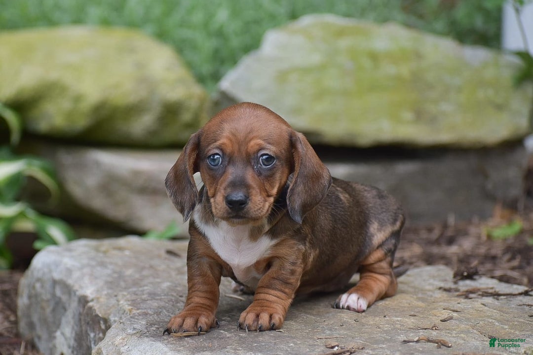 Dachshund dogs for sale: Wrenna - Image 1