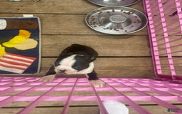 Boston Terrier dogs for sale: Chub - Image 3