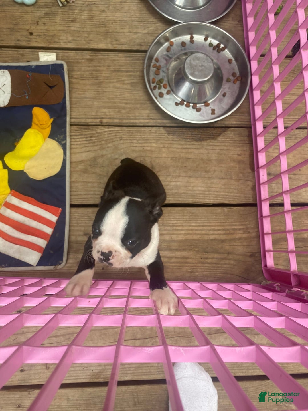 Boston Terrier dogs for sale: Chub - Image 3