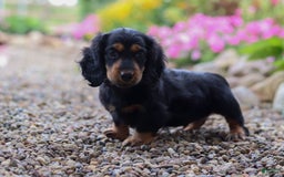 Miniature Dachshund dogs for sale: Mudge - Image 5