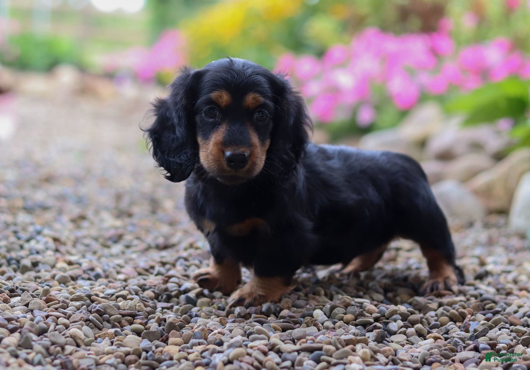 Miniature Dachshund dogs for sale: Mudge - Image 5