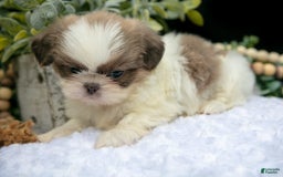 Shih Tzu dogs for sale: Heather - Image 2