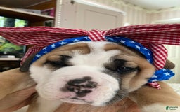 Shar Pei dogs for sale: Titina - Image 3
